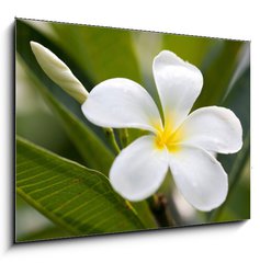 Obraz 1D - 100 x 70 cm F_E42353614 - tropical flowers frangipani (plumeria)