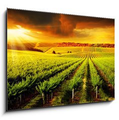 Obraz 1D - 100 x 70 cm F_E42395057 - Stunning Vineyard Sunset - Ohromujc zpad slunce na vinici