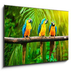 Obraz 1D - 100 x 70 cm F_E42532067 - Blue-and-Yellow Macaw - Modr