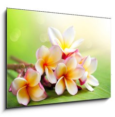 Sklenn obraz 1D - 100 x 70 cm F_E42559107 - Frangipani Tropical Spa Flower. Plumeria. Shallow DOF