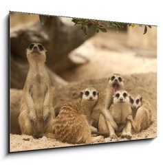 Obraz 1D - 100 x 70 cm F_E42641271 - Portrait group of meerkat - Skupina portrt meerkat