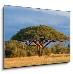 Sklenn obraz 1D - 100 x 70 cm F_E4280552 - African Acacia tree, Hwange National Park, Zimbabwe - Africk strom akcie, nrodn park Hwange, Zimbabwe