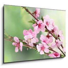 Obraz   beautiful pink peach blossom on green background, 100 x 70 cm