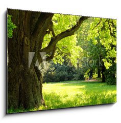 Obraz 1D - 100 x 70 cm F_E42887585 - Mighty oak tree