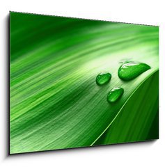 Obraz 1D - 100 x 70 cm F_E43098677 - Plantleaf