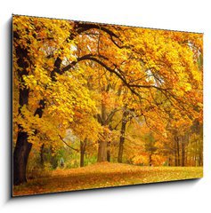 Obraz   Autumn / Gold Trees in a park, 100 x 70 cm