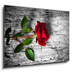 Obraz 1D - 100 x 70 cm F_E43494940 - rosa rossa su fondo b/n