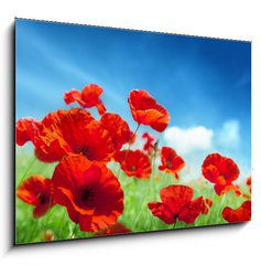 Obraz 1D - 100 x 70 cm F_E43614207 - Poppy flowers on field