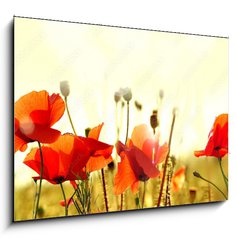 Obraz 1D - 100 x 70 cm F_E43890892 - mak