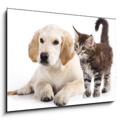 Obraz 1D - 100 x 70 cm F_E43955871 - Cat and dog - Koka a pes