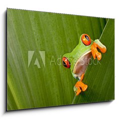 Obraz 1D - 100 x 70 cm F_E43998822 - red eyed tree frog peeping