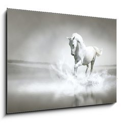 Obraz   White horse running through water, 100 x 70 cm
