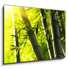 Obraz 1D - 100 x 70 cm F_E44190942 - Bamboo forest background. Shallow DOF