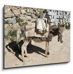 Obraz 1D - 100 x 70 cm F_E44262409 - Esel von trauriger Gestalt