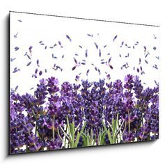 Obraz   fresh lavender flowers on white, 100 x 70 cm