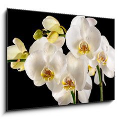 Obraz   White orchids on the black background, 100 x 70 cm