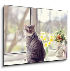 Obraz 1D - 100 x 70 cm F_E44792547 - cat sitting on the windowsill in the flowers on the background o