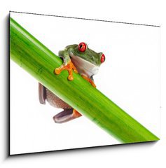 Sklenn obraz 1D - 100 x 70 cm F_E45097873 - Green Frog with red eye. - Zelen ba s ervenm okem.