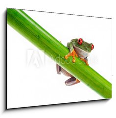 Sklenn obraz 1D - 100 x 70 cm F_E45099482 - Green Frog with red eye. - Zelen ba s ervenm okem.