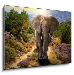 Obraz 1D - 100 x 70 cm F_E45496510 - Elephant walking on the road at sunset