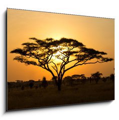 Obraz 1D - 100 x 70 cm F_E45762183 - Rising Sun shinning through an Acacia Tree in Serengeti