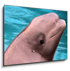 Sklenn obraz 1D - 100 x 70 cm F_E45790303 - Beluga whale - Beluga velryba