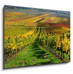 Obraz   Vineyards in autumn colours. The Rhine valley, Germany, 100 x 70 cm