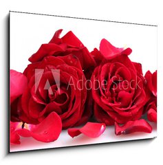 Obraz 1D - 100 x 70 cm F_E46400536 - beautiful red roses and petals isolated on white