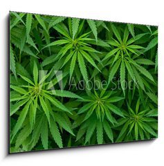 Obraz 1D - 100 x 70 cm F_E46939324 - Marijuana