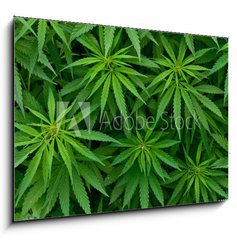 Obraz   Marijuana, 100 x 70 cm