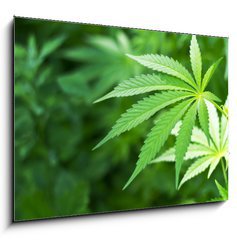 Obraz 1D - 100 x 70 cm F_E48156966 - Young cannabis plant marijuana plant detail
