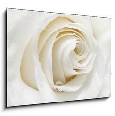 Obraz   white rose, 100 x 70 cm