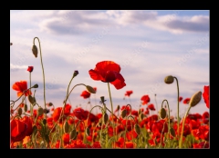 Obraz 1D - 100 x 70 cm F_E499070572 - Anzac Day memorial poppies. Field of red poppy flowers to honour fallen veterans soldiers in battle of Anzac armistice day. Wildflowers blooming poppy field landscape. Meadow with flowers.
