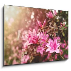 Sklenn obraz 1D - 100 x 70 cm F_E49992650 - Spring Azaleas in Soft Sunlight - Jarn azalky v mkkm slunenm svtle