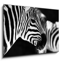 Obraz 1D - 100 x 70 cm F_E50298303 - monochrome photo  - detail head zebra in ZOO - monochromatick fotografie