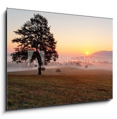 Obraz   Alone tree on meadow at sunset with sun and mist  panorama, 100 x 70 cm