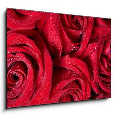 Obraz   Red rose., 100 x 70 cm