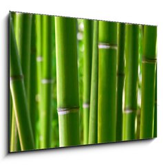 Obraz 1D - 100 x 70 cm F_E5056687 - Bamboo forest - Bambusov les