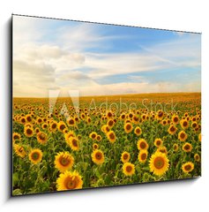 Sklenn obraz 1D - 100 x 70 cm F_E50744660 - sunflowers - slunenice