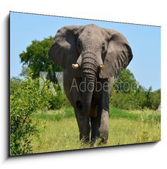 Obraz   elephant at attack, 100 x 70 cm