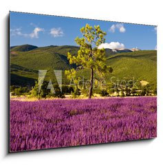 Sklenn obraz 1D - 100 x 70 cm F_E51603534 - Campi di Lavanda a Valensole Provenza, Francia