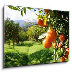 Obraz 1D - 100 x 70 cm F_E51744816 - Orange tree - Pomeranovnk