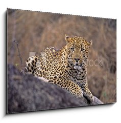 Sklenn obraz 1D - 100 x 70 cm F_E5242992 - Africa-Leopard