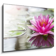 Obraz   Pink lotus, 100 x 70 cm