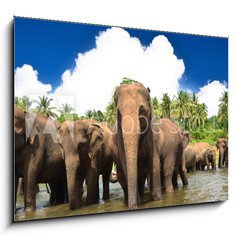 Obraz 1D - 100 x 70 cm F_E53076772 - Elephant group in the river