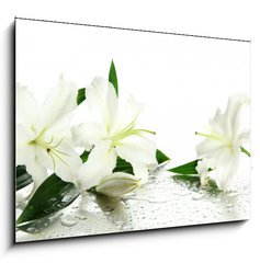 Obraz   Beautiful lily, isolated on white, 100 x 70 cm