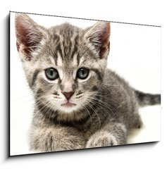 Sklenn obraz 1D - 100 x 70 cm F_E53218691 - little kitten - mal kot