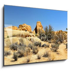 Obraz 1D - 100 x 70 cm F_E54332730 - Joshua Tree