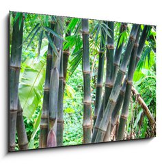 Obraz   Bamboo forest, 100 x 70 cm