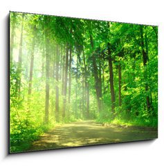 Sklenn obraz 1D - 100 x 70 cm F_E55128524 - Waldweg mit Sonnenschein - Lesn cesta se sluncem